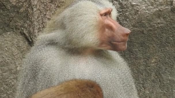 Portret Uroczej Małpy Gałęzi Patrzącej Kamerę Całkiem Mokra Małpa Zabawiająca — Wideo stockowe