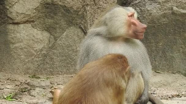 Retrato Mono Lindo Rama Mirando Cámara Bastante Mono Mojado Jugando — Vídeo de stock