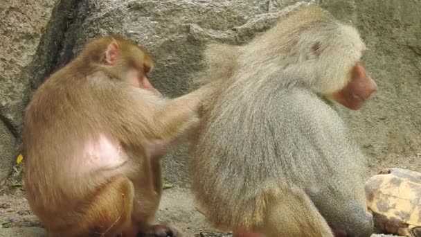 Ritratto Scimmia Carina Sul Ramo Guardando Macchina Fotografica Una Scimmia — Video Stock