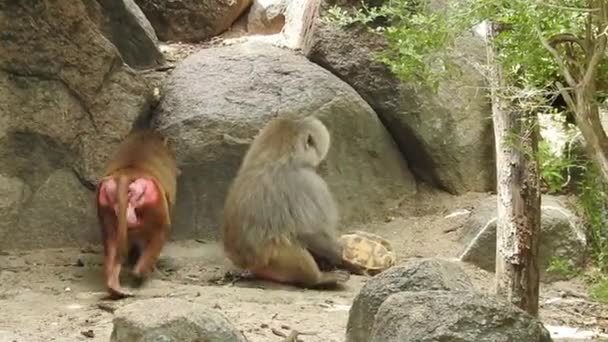 Portret Uroczej Małpy Gałęzi Patrzącej Kamerę Całkiem Mokra Małpa Zabawiająca — Wideo stockowe