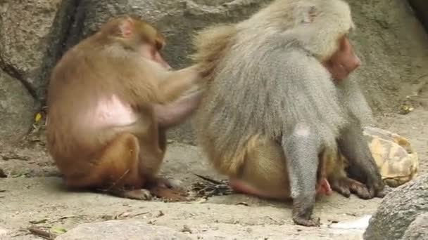 Retrato Macaco Bonito Ramo Olhando Para Câmera Macaco Muito Molhado — Vídeo de Stock
