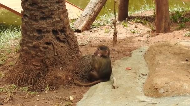 Πορτρέτο Του Χαριτωμένο Μαϊμού Στο Υποκατάστημα Κοιτάζοντας Κάμερα Πολύ Υγρός — Αρχείο Βίντεο