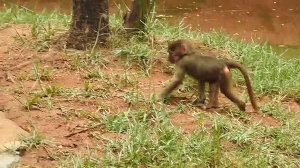カメラを見て枝にかわいい猿の肖像画 かなり湿った猿が木の手足を飛び回っています エキゾチックな森の野生生物の面白いシーン ツリー上の食べ物を探しているサイミリ シウルスとしても知られている赤ちゃんの一般的なリス猿 かわいい猿と赤ちゃんの猿 — ストック動画