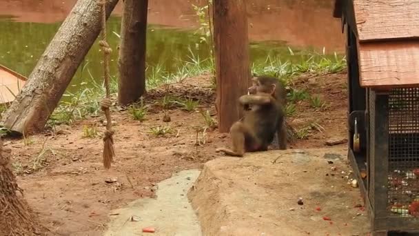 Porträt Eines Niedlichen Affen Auf Einem Ast Der Die Kamera — Stockvideo