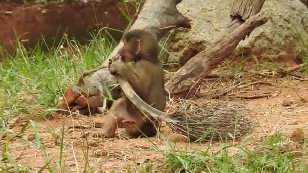 Daldaki Şirin Maymun Portresi Kameraya Bakıyor Ağaç Dallarında Oynaşan Oldukça — Stok video