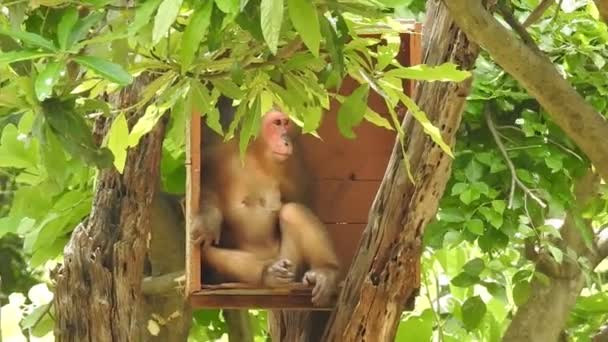 Портрет Милої Мавпи Гілці Дивиться Камеру Досить Волога Мавпа Дуріє — стокове відео