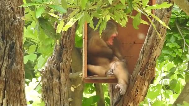 Retrato Mono Lindo Rama Mirando Cámara Bastante Mono Mojado Jugando — Vídeos de Stock