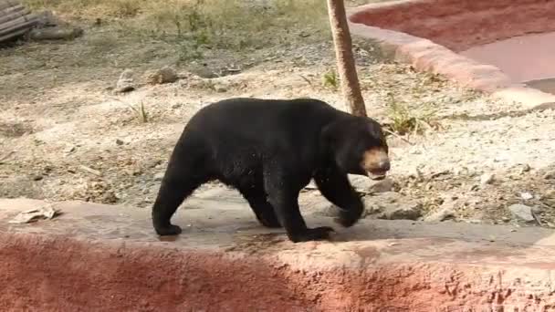 Großer Schwarzbär Pirscht Durch Den Wald Auf Der Suche Nach — Stockvideo