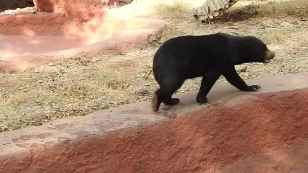 Nagy Fekete Medve Ólálkodik Erdőben Élelmet Keresve Barna Medve Élelmet — Stock videók