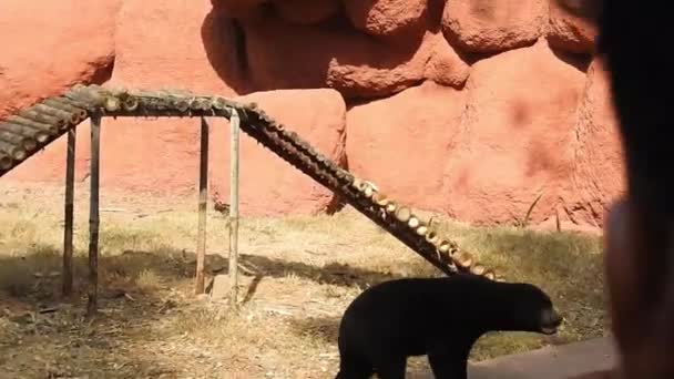 大黑熊在森林里爬来爬去寻找食物 棕熊寻找食物 熊在森林里觅食 欧洲野生动物的天性 在美国怀俄明州的黄石国家公园 一只黑熊吃浆果的后视镜 — 图库视频影像