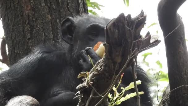 Detailní Záběr Opice Obklopeného Rozmazanou Bohatou Flórou Během Jasného Slunečného — Stock video