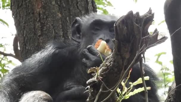 Detailní Záběr Opice Obklopeného Rozmazanou Bohatou Flórou Během Jasného Slunečného — Stock video