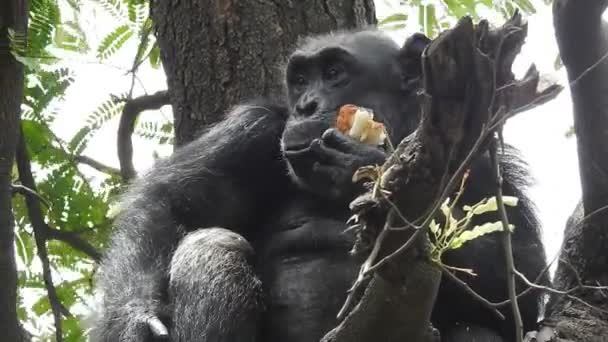 Zbliżenie Zdjęcia Małpy Otoczonej Zamazaną Bogatą Florą Słoneczny Dzień Szympans — Wideo stockowe