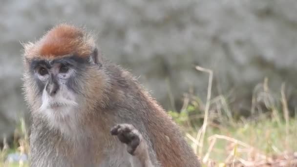 Portrait Cute Monkey Branch Looking Camera Pretty Wet Ape Fooling — Stock Video