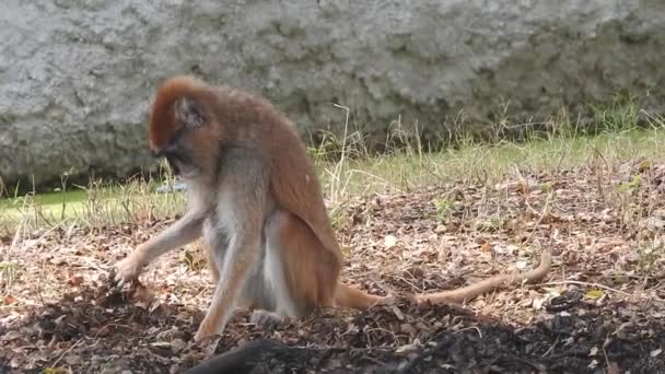 Portrait Cute Monkey Branch Looking Camera Pretty Wet Ape Fooling — 비디오