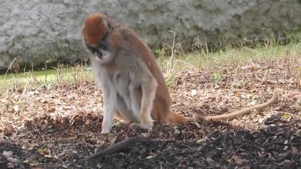 图片上可爱的猴子在树枝上看着相机 相当湿的猿在树枝上嬉戏 异国情调的森林里野生动物的滑稽景象 常见的小松鼠猴也被称为Saimiri Sciurus 在树上寻找食物 可爱的猴子和猿宝宝 — 图库视频影像