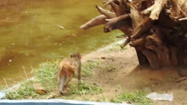 Ritratto Scimmia Carina Sul Ramo Guardando Macchina Fotografica Una Scimmia — Video Stock