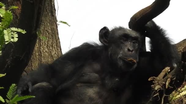 晴れた日には 豊かな植物に囲まれた猿のクローズアップ撮影 チンパンジーは長い悲しい視線を取り 頭を脇に向け 再び前を向いている 南アフリカの自然界に生息するチンパンジーの肖像画です — ストック動画