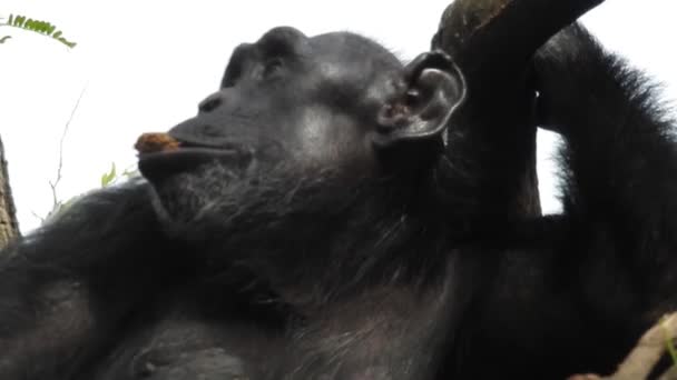 Közelkép Egy Majomról Akit Elmosódott Gazdag Növény Vesz Körül Egy — Stock videók