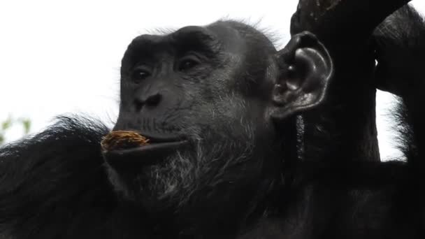 在阳光灿烂的日子里 一只被模糊的植物包围的猿猴的特写镜头 黑猩猩忧郁地看了很久 把头转向一边 然后又向前看了看 一只黑猩猩在自然中心的肖像 南非黑猩猩的脸 — 图库视频影像