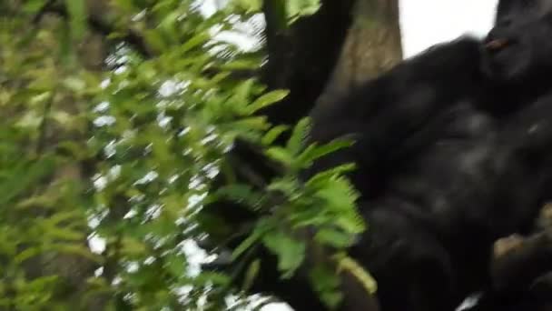 Zbliżenie Zdjęcia Małpy Otoczonej Zamazaną Bogatą Florą Słoneczny Dzień Szympans — Wideo stockowe