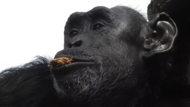 Närbild Apa Omgiven Suddig Rik Flora Ljus Solig Dag Schimpansen — Stockvideo