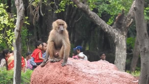 Capuchinho Cabeça Branca Macaco Negro Sentado Galho Árvore Floresta Tropical — Vídeo de Stock