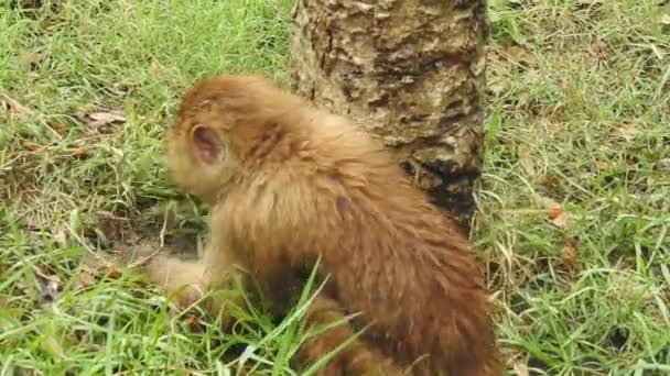 Bílý Kapucín Černá Opice Sedící Větvi Stromu Temném Tropickém Lese — Stock video