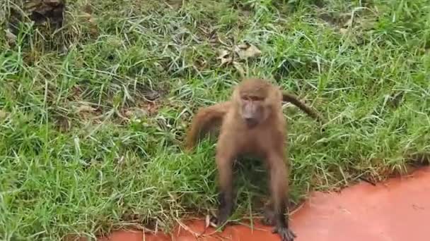 Capuchinho Cabeça Branca Macaco Negro Sentado Galho Árvore Floresta Tropical — Vídeo de Stock