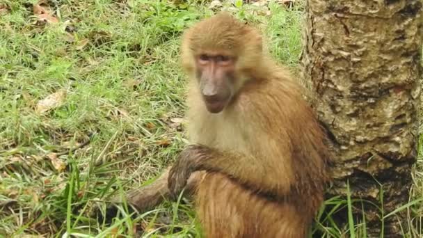 White Headed Capuchin Black Monkey Sitting Tree Branch Dark Tropical — 비디오