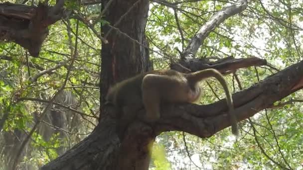 White Headed Capuchin Black Monkey Sitting Tree Branch Dark Tropical — Stock Video