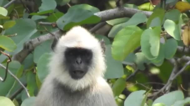 Witkopkapucijner Zwarte Aap Zittend Een Boomtak Het Donkere Tropische Bos — Stockvideo