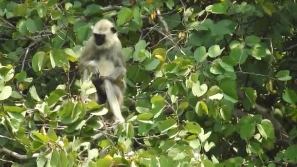 白い頭カプチン 黒い猿の暗い熱帯林の木の枝に座っている コスタリカの野生動物 中米での旅行休暇 成虫は森の中でバナナの実を食べます コスタリカのモンキーフォレスト カプチン モンキー — ストック動画