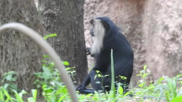 緑の植物の間に座っているチンパンジーの浅い焦点ショットと晴れた日に動物園の囲いの中の大きな岩の横に植物を食べる 自然夏の太陽の森モンキー チンパンジーとしても知られるシンプルなチンパンジーの顔が近づく — ストック動画
