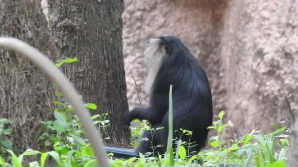 Een Ondiepe Focus Shot Van Een Chimpansee Zittend Tussen Groene — Stockvideo