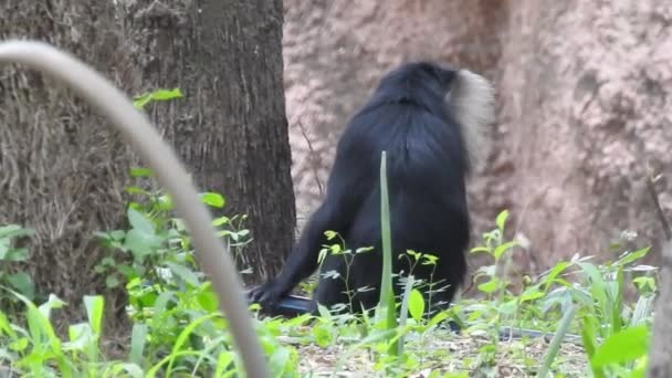 Shallow Focus Shot Chimpanzee Sitting Green Plants Eating Plants Big — Stock Video