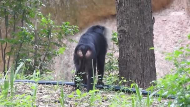 Focalizare Superficială Unui Cimpanzeu Care Stă Printre Plantele Verzi Mănâncă — Videoclip de stoc