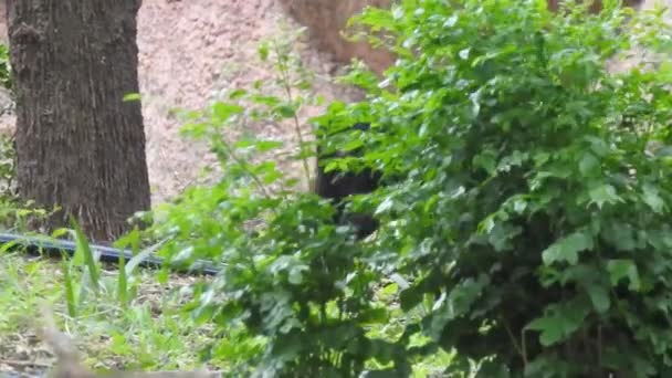 Enfoque Superficial Chimpancé Sentado Entre Plantas Verdes Comiendo Plantas Junto — Vídeo de stock