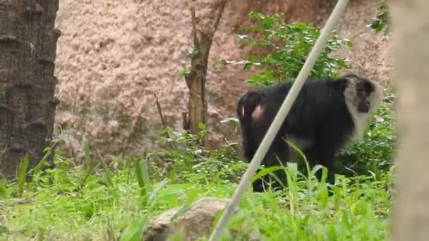 Płytkie Ujęcie Szympansa Siedzącego Wśród Zielonych Roślin Jedzącego Rośliny Obok — Wideo stockowe