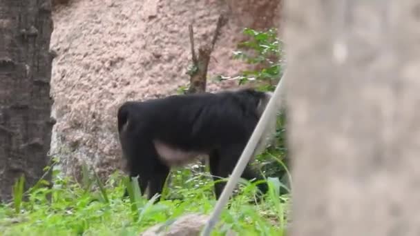 Tiro Foco Raso Chimpanzé Que Senta Entre Plantas Verdes Que — Vídeo de Stock