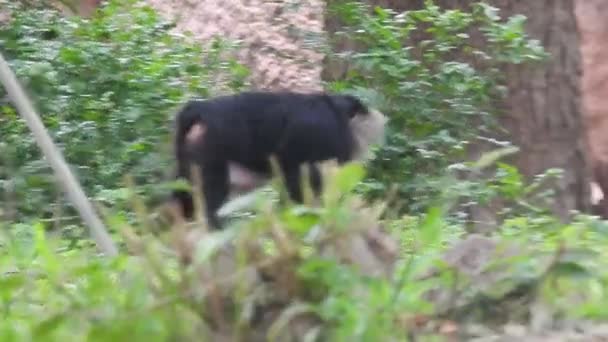 Ένα Ρηχό Πλάνο Εστίασης Ενός Χιμπατζή Που Κάθεται Ανάμεσα Πράσινα — Αρχείο Βίντεο