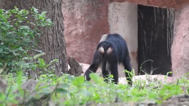 Неглубокий Снимок Шимпанзе Сидящего Среди Зеленых Растений Поедающего Растения Рядом — стоковое видео