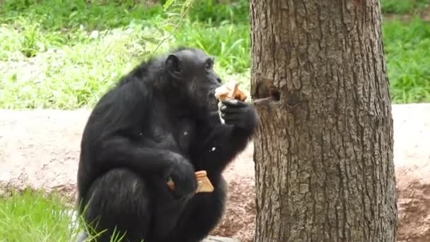 Enfoque Superficial Chimpancé Sentado Entre Plantas Verdes Comiendo Plantas Junto — Vídeo de stock