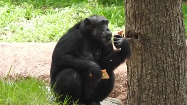 Plan Mise Point Peu Profond Chimpanzé Assis Parmi Des Plantes — Video