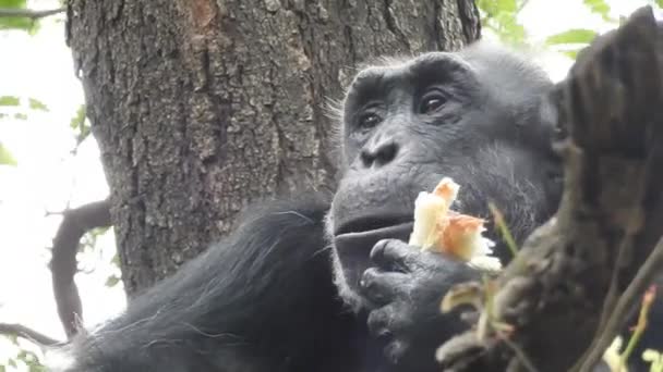 在阳光明媚的一天 一只黑猩猩在动物园的围场里 坐在一棵大岩石旁边的绿色植物和食用植物中间 这是一张浅浅的焦点照片 自然夏日阳光森林猴 辛凡斯黑猩猩也被称为黑猩猩黑猩猩的面部特写 — 图库视频影像