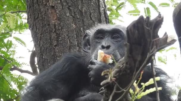 在阳光明媚的一天 一只黑猩猩在动物园的围场里 坐在一棵大岩石旁边的绿色植物和食用植物中间 这是一张浅浅的焦点照片 自然夏日阳光森林猴 辛凡斯黑猩猩也被称为黑猩猩黑猩猩的面部特写 — 图库视频影像