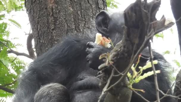Неглубокий Снимок Шимпанзе Сидящего Среди Зеленых Растений Поедающего Растения Рядом — стоковое видео