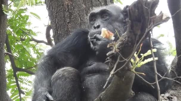 在印度野生动物保护区的非洲黑猩猩 猿中的黑猩猩在行为特征上与人类最接近 它们被认为是所有灵长类动物中最聪明的 一只黑猩猩坐在绿色植物和吃树叶之间的浅浅的焦距镜头 — 图库视频影像