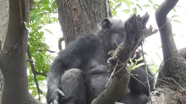 Африканский Шимпанзе Индийском Заповеднике Шимпанзе Среди Обезьян Ближе Людям Поведенческим — стоковое видео