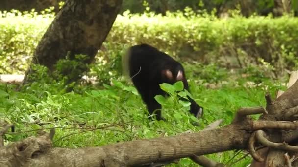 Portret Close Van Monkey Costa Rica Manuel Antonio National Park — Stockvideo